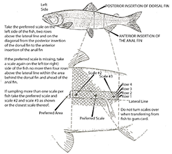 Preferred area to collect salmon scales scale on a Chinook salmon.